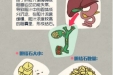 胆囊结石全解析：从成因到预防的全方位指南