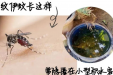 什么是基孔肯雅热？一文读懂症状、传播和预防
