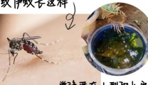 什么是基孔肯雅热？一文读懂症状、传播和预防
