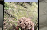 一口野生菌，两人进急诊！医生：这些 “野菌子” 误食可能致命！
