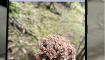 一口野生菌，两人进急诊！医生：这些 “野菌子” 误食可能致命！